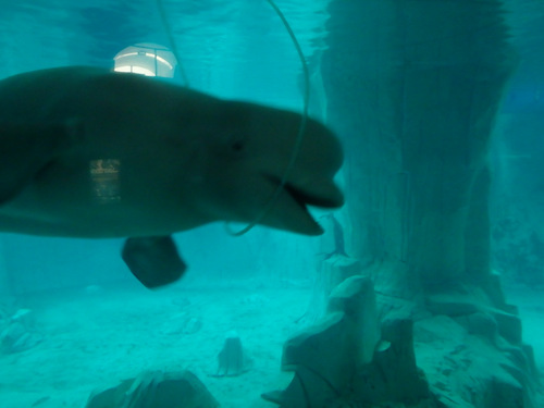 L'Oceanogr&agrave;fic Center.